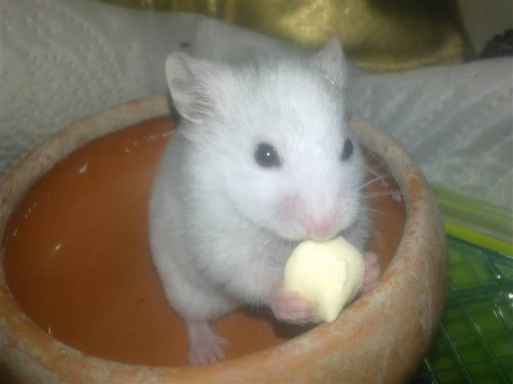 Hamster Henry Andersen - Der er ikk noget som en godbid billede 6