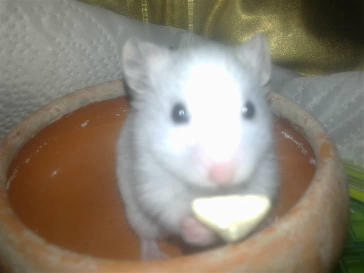 Hamster Henry Andersen - Hey billede 7