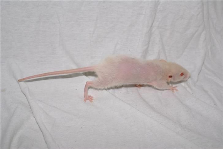 Tamrotte Prima Rats' Kahlua <3 billede 9