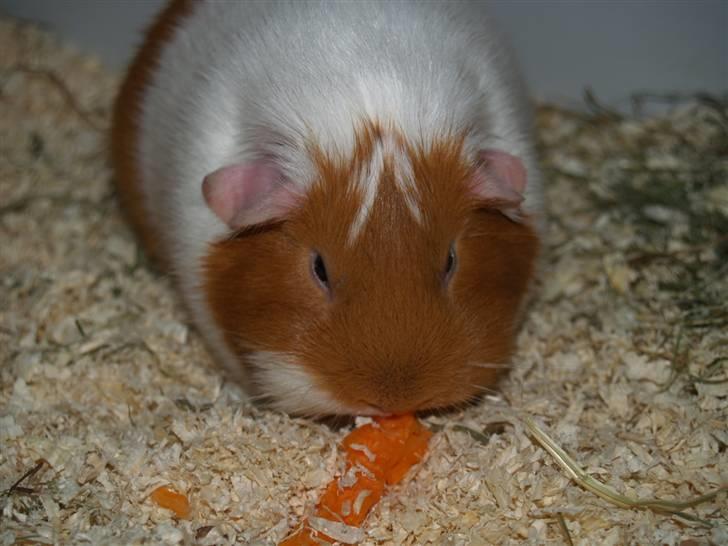 Marsvin Chili billede 8