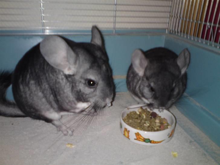 Chinchilla zipo billede 12