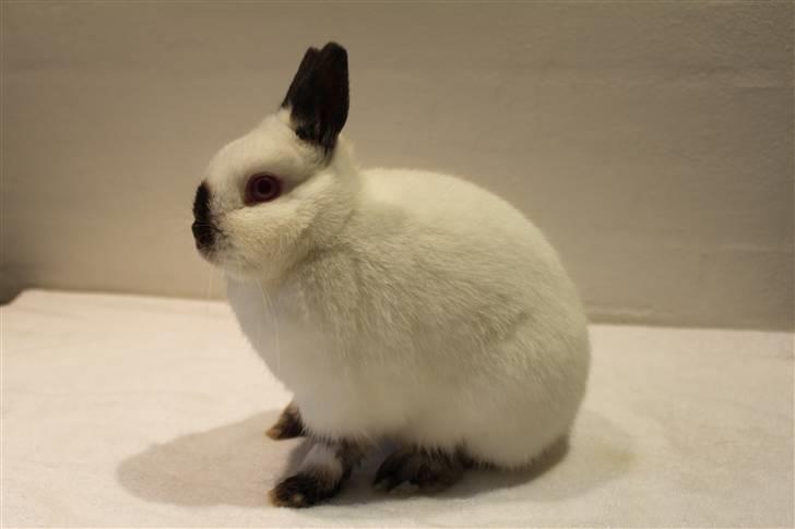 Kanin Bailey "Hermelin" billede 1