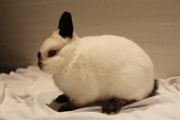 Kanin Bailey "Hermelin" billede 2