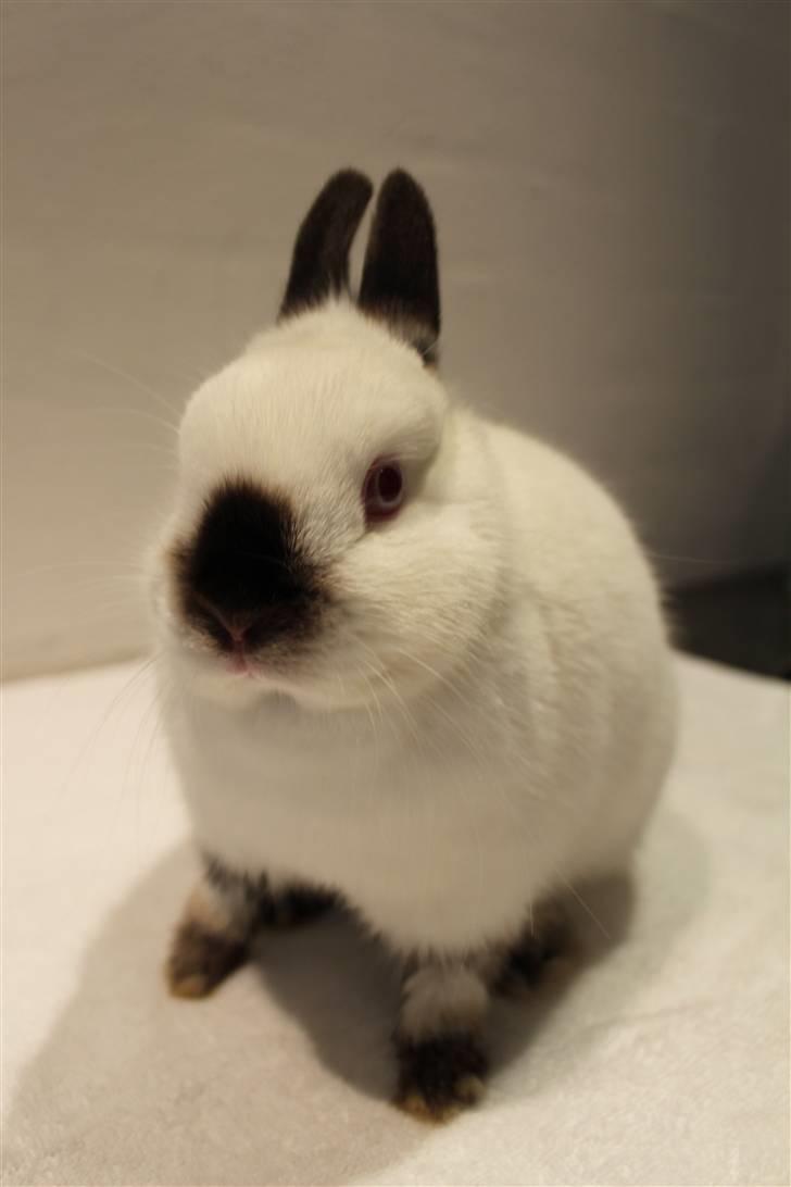 Kanin Bailey "Hermelin" billede 3