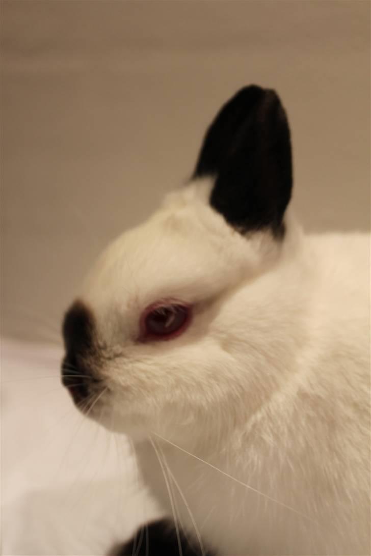 Kanin Bailey "Hermelin" billede 4