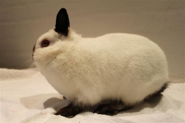 Kanin White Lady "Hermelin" - 26.02.10 billede 1