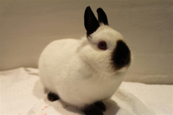 Kanin White Lady "Hermelin" - 26.02.10 billede 2