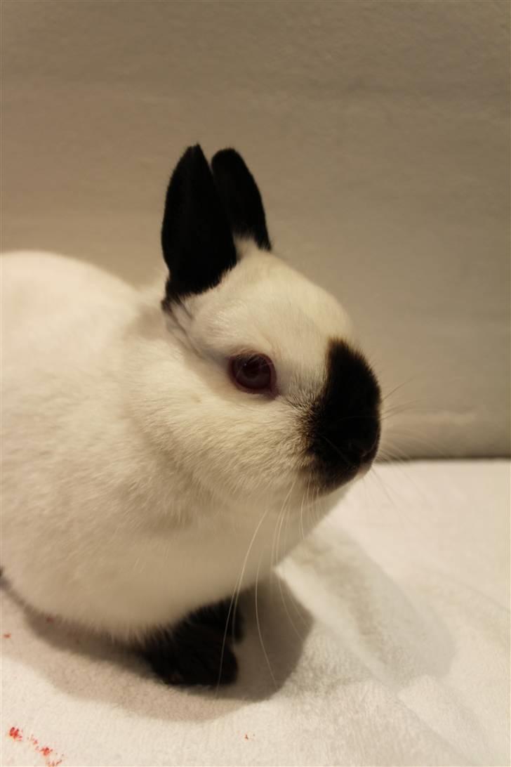 Kanin White Lady "Hermelin" billede 3