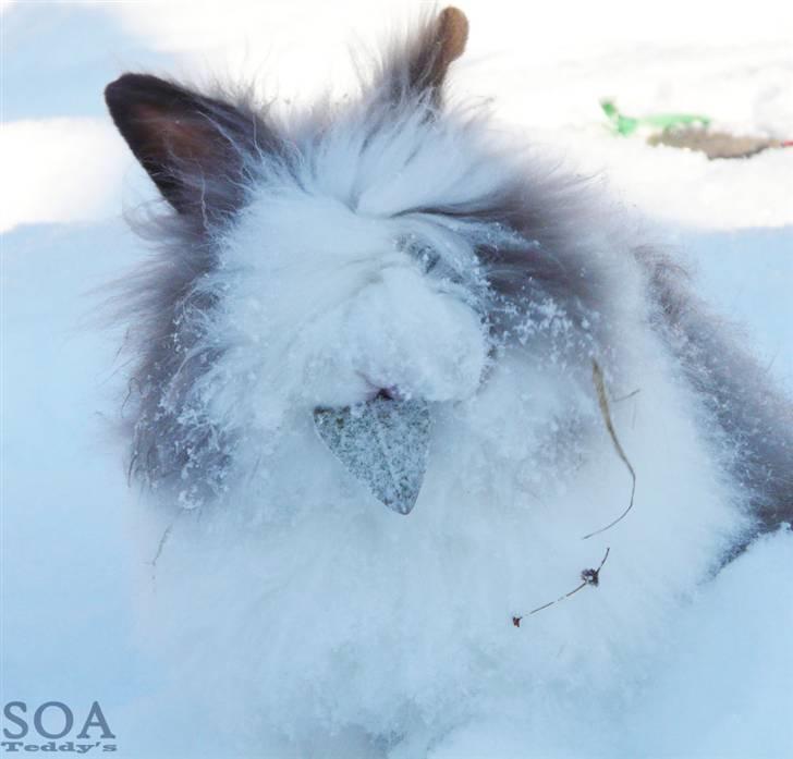 Kanin »•Bounty•« R.I.P SAVN - Velkommen til Bounty´s  Profil <3  billede 1