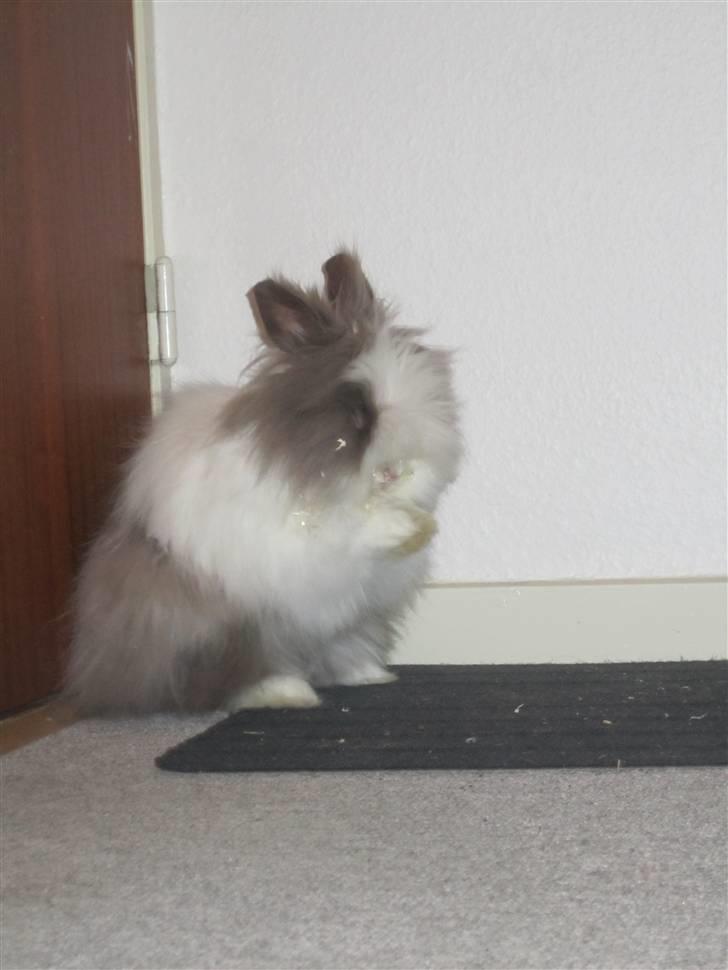 Kanin »•Bounty•« R.I.P SAVN billede 2