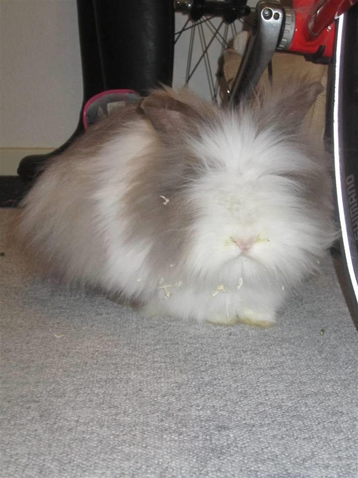 Kanin »•Bounty•« R.I.P SAVN billede 3