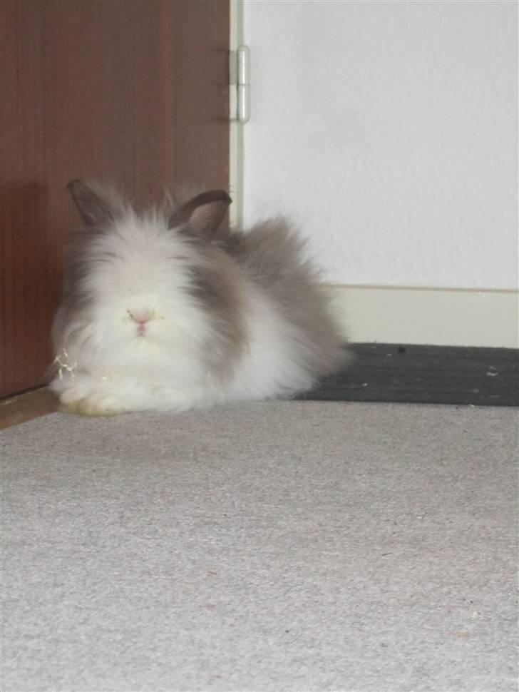 Kanin »•Bounty•« R.I.P SAVN billede 4