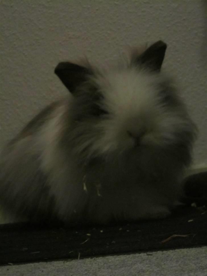 Kanin »•Bounty•« R.I.P SAVN billede 5