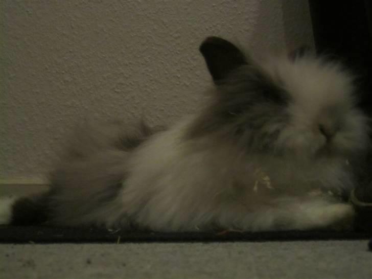 Kanin »•Bounty•« R.I.P SAVN billede 6