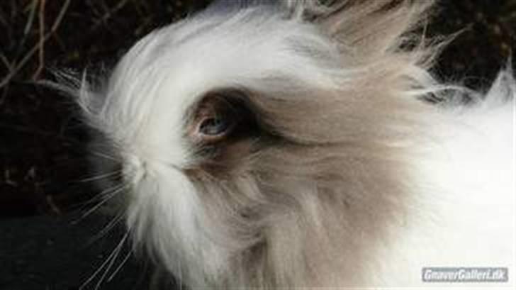 Kanin »•Bounty•« R.I.P SAVN billede 7