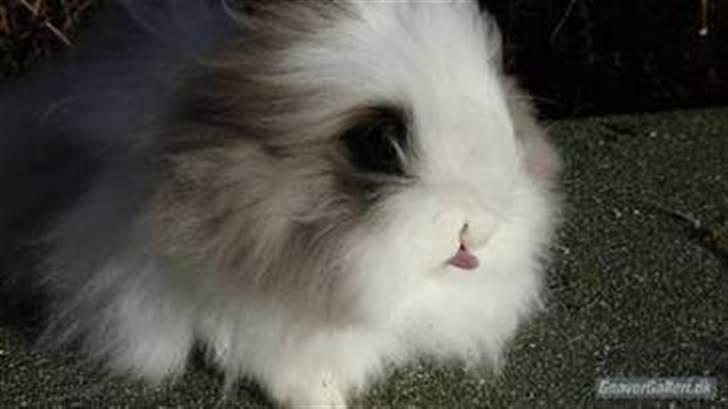 Kanin »•Bounty•« R.I.P SAVN billede 8