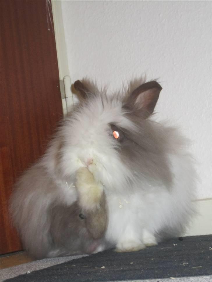 Kanin »•Bounty•« R.I.P SAVN billede 9