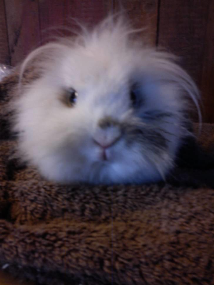 Kanin Snupti billede 16