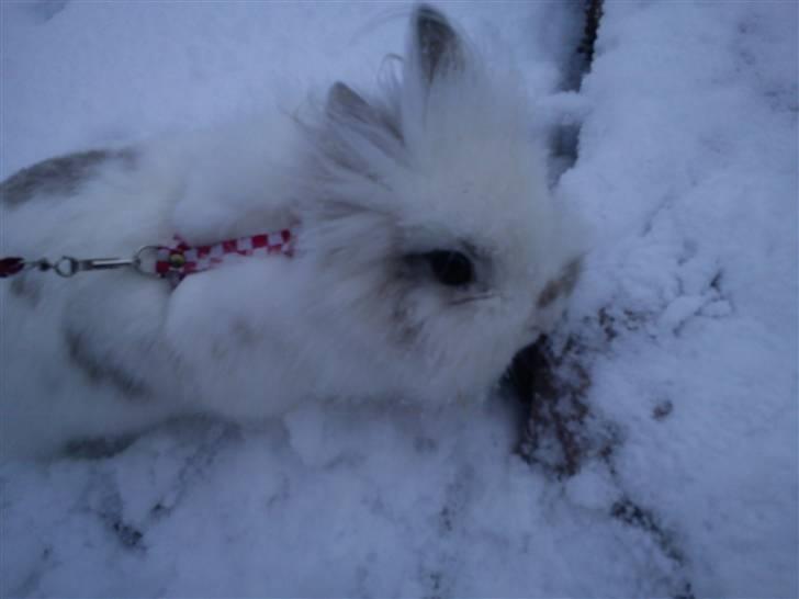 Kanin Snupti billede 18