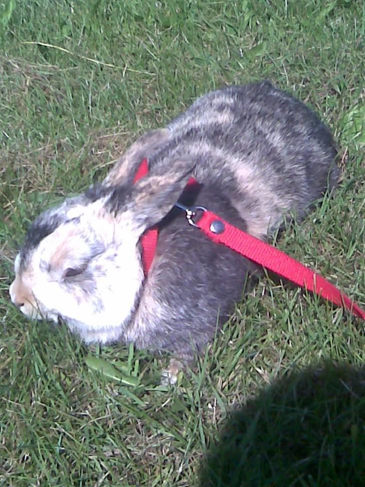Kanin Mille RIP  - Mille når vi er ude og gå tur:) billede 9