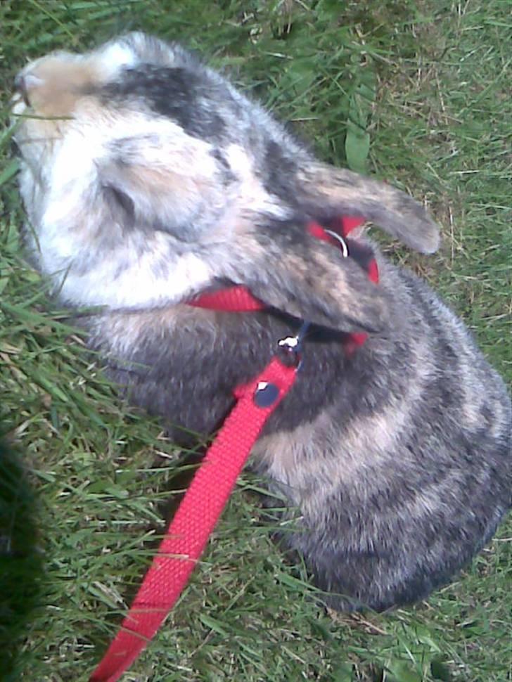 Kanin Mille RIP  - Og igen<33 billede 10