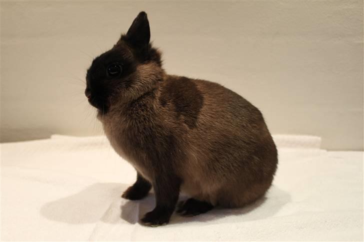 Kanin Nutella "Hermelin" billede 1