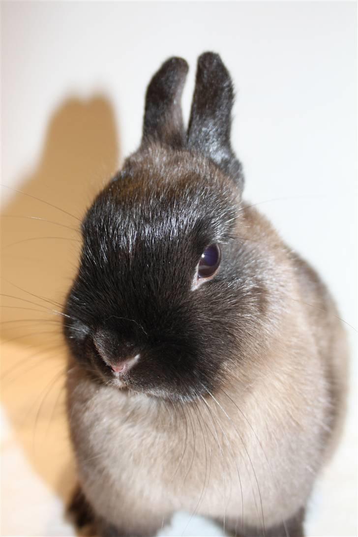 Kanin Nutella "Hermelin" billede 2