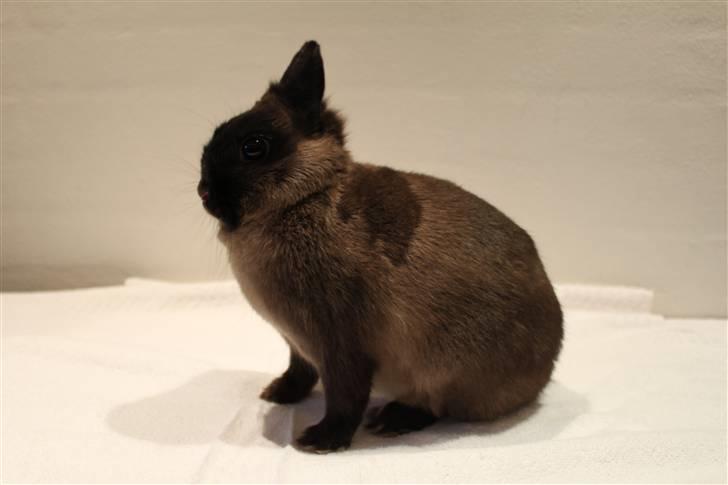 Kanin Nutella "Hermelin" billede 3