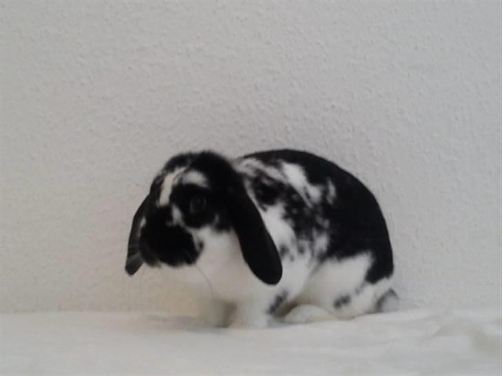 Kanin SD'S prinsesse perle  billede 7