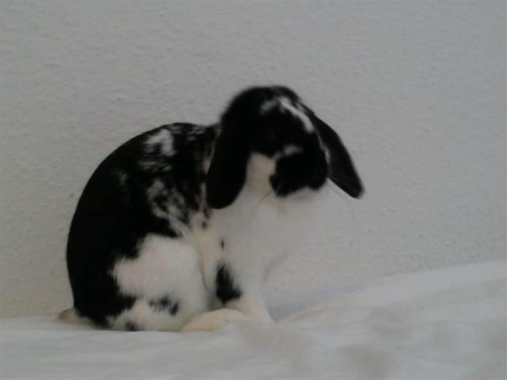 Kanin SD'S prinsesse perle  billede 8