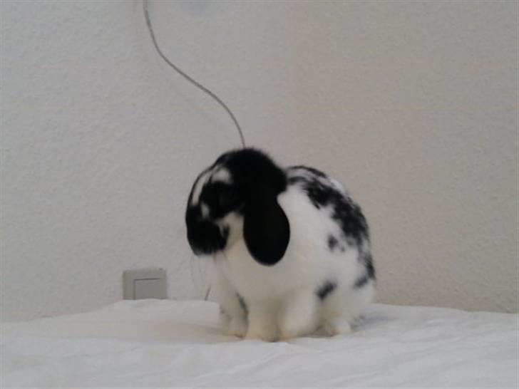 Kanin SD'S prinsesse perle  billede 9