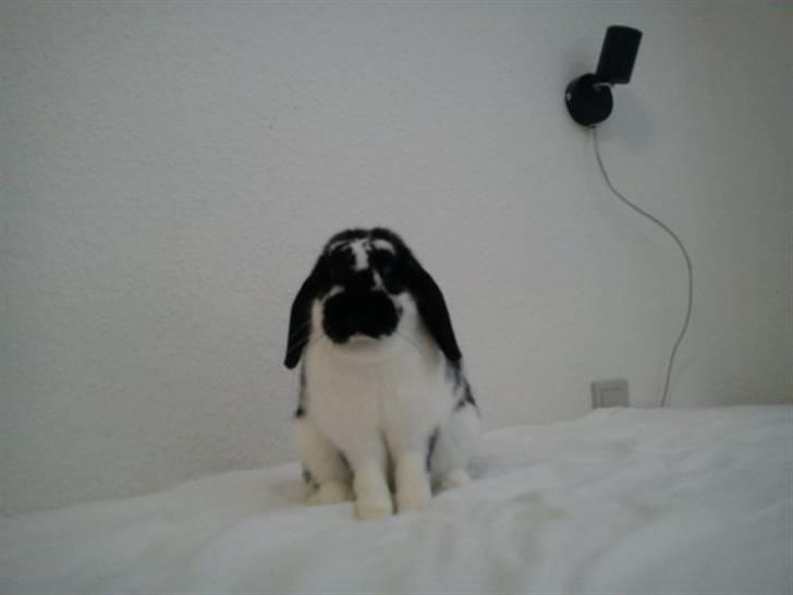 Kanin SD'S prinsesse perle  billede 10