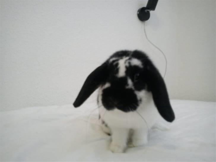 Kanin SD'S prinsesse perle  billede 12