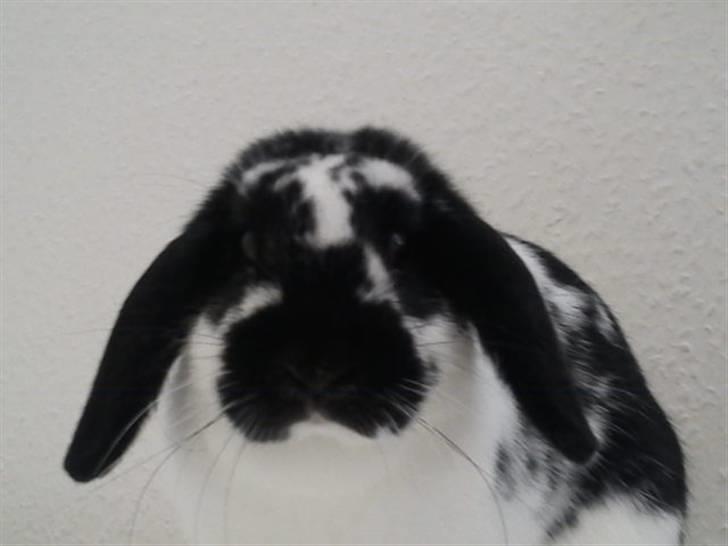 Kanin SD'S prinsesse perle  billede 13