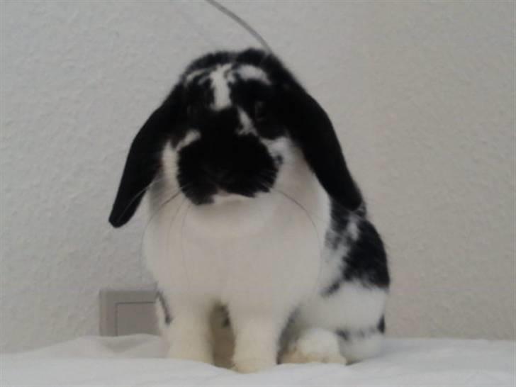 Kanin SD'S prinsesse perle  billede 14