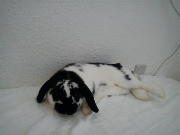 Kanin SD'S prinsesse perle  billede 15