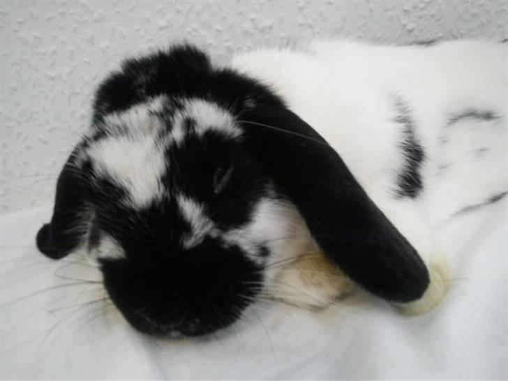 Kanin SD'S prinsesse perle  billede 16