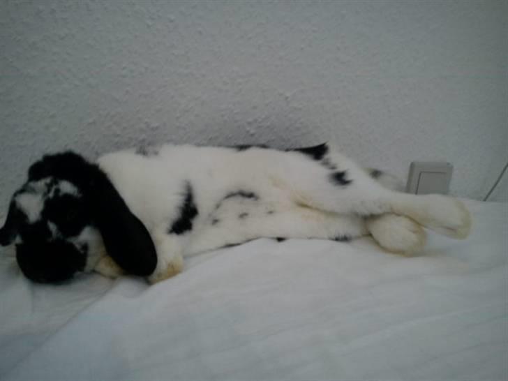 Kanin SD'S prinsesse perle  billede 17