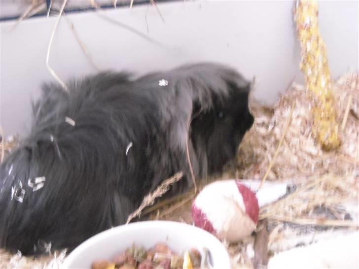 Marsvin Pjuske billede 1