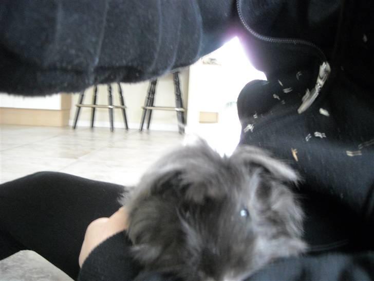 Marsvin Pjuske billede 2