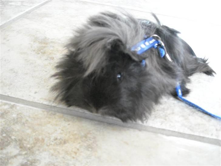 Marsvin Pjuske billede 3