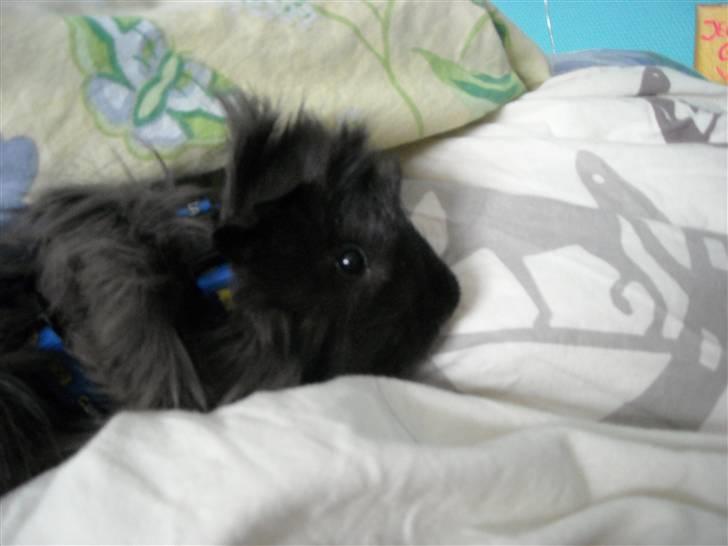 Marsvin Pjuske billede 4