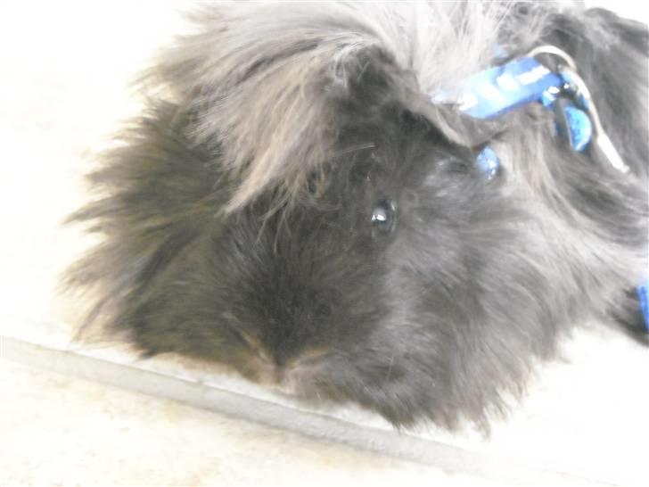 Marsvin Pjuske billede 5