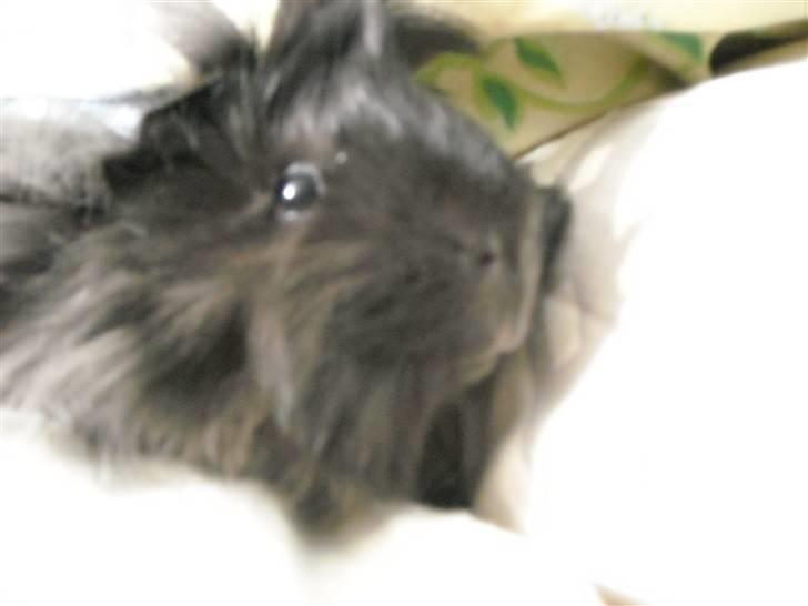 Marsvin Pjuske billede 6