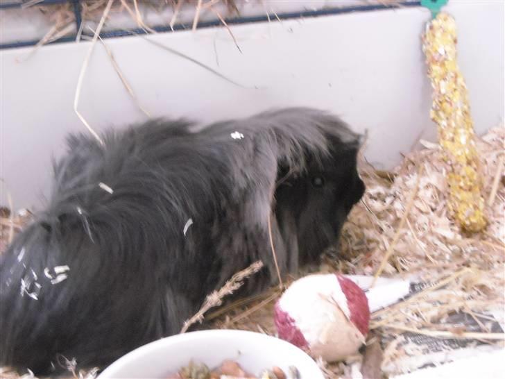 Marsvin Pjuske billede 7