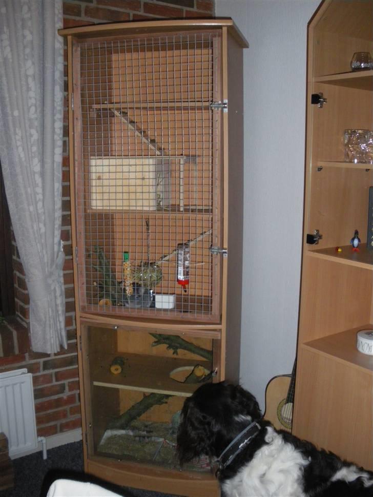 Chinchilla Elliot *Hr. Gnaven* billede 14