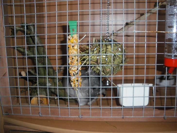 Chinchilla Elliot *Hr. Gnaven* billede 15