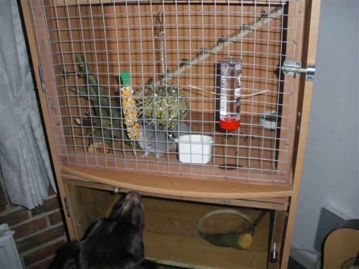 Chinchilla Elliot *Hr. Gnaven* billede 16