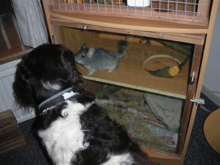 Chinchilla Elliot *Hr. Gnaven* billede 17