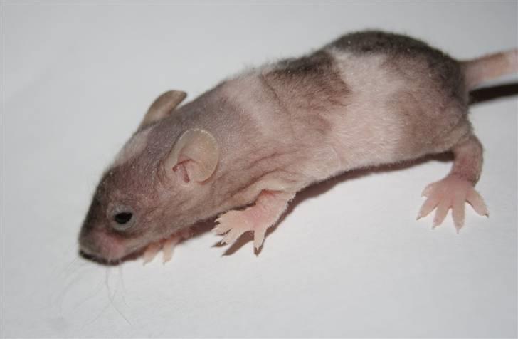 Mus Stald Picnic's Asti † DØD 26.2.2012 † billede 2